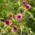 Potentilla nepalensis Ron McBeath