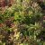 Sedum album