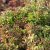 Sedum album