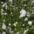 Achillea ptarmica var. multiplex Peter Cottontail