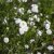 Achillea ptarmica var. multiplex Peter Cottontail