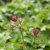 Astrantia major Pink Pride