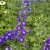 Delphinium elatum Delgenius ™ Glitzy ®