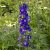 Delphinium elatum Delgenius ™ Glitzy ®
