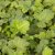 Geum hybr. Tutti Frutti ®, Trädgårdsnejlikrot, C11cm