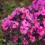 Phlox paniculata Sweet Summer ™ Dream, Höstflox
