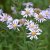 Aster pyrenaeus Lutetia