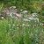 Aster pyrenaeus Lutetia