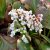 Bergenia hybr. Bressingham White