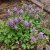 Corydalis solida, Stor Nunneört, P9cm