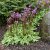 Dodecatheon meadia Aphrodite ®