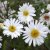 Symphyotrichum (Aster) novi-belgii Frövi