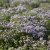 Thymus vulgaris Compactus