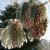 Pinus strobus
