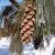 Pinus strobus