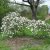 Viburnum carlesii