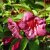 Weigela Bristol Ruby