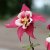 Aquilegia hybr. Spring Magic Rose & White