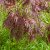 Acer palmatum Inaba-shidare