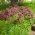 Acer palmatum Inaba-shidare