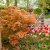Acer shirasawanum Moonrise