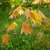 Acer shirasawanum Moonrise