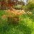 Acer shirasawanum Moonrise