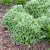 Anaphalis triplinervis Sommerschnee