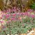 Antennaria dioica Rotes Wunder