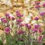 Antennaria dioica Rotes Wunder