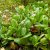 Bergenia hybr. Bressingham White