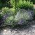 Lavandula angustifolia Dwarf Blue, Lavendel