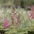 Astilbe arendsii Drum and Bass ®