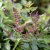 Astilbe arendsii Drum and Bass ®
