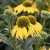 Echinacea hybr. SunSeekers ® Citrus