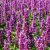 Agastache hybr. Beelicious ® Purple
