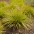 Carex oshimensis EverColor ® Everillo
