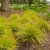 Carex oshimensis EverColor ® Everillo