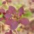 Cotinus coggygria Dusky Maiden ®