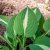 Hosta hybr. Risky Business, Funkia