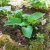 Hosta elata
