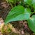 Hosta elata