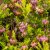 Erica carnea Foxhollow