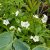 Geranium maculatum Album