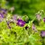 Geranium phaeum Lily Lovell