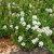 Iberis sempervirens Schneeflocke (Snowflake)