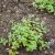Nepeta racemosa Little Titch