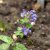 Nepeta racemosa Little Titch
