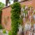 Pyracantha Soleil d´Or