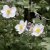 Anemone x hybrida Fantasy Elsa ®